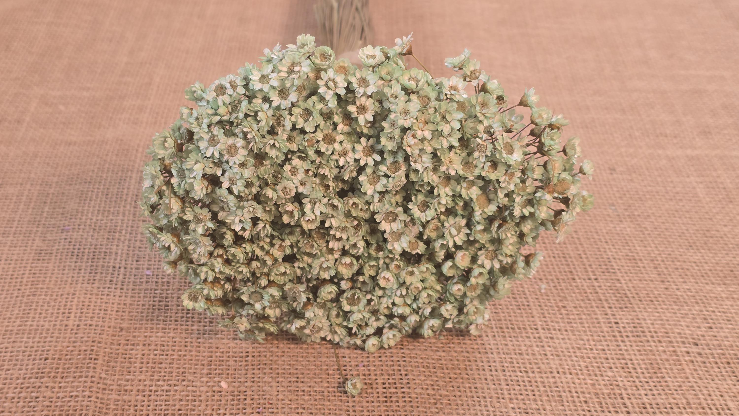 Pastel Dried Star Flowers: Wedding & Home Decor, 12" Tall
